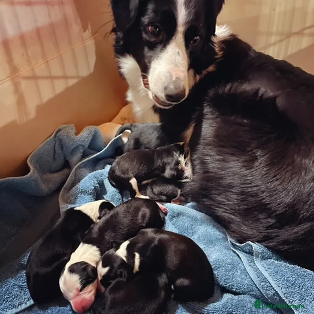 Border Collie dogs for sale: Border collie puppies - Advert 4