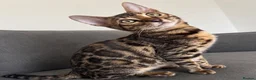 Bengal cats for sale: 2 LEFT!! ✨ Beautiful Bengal Kittens✨ - Advert 8