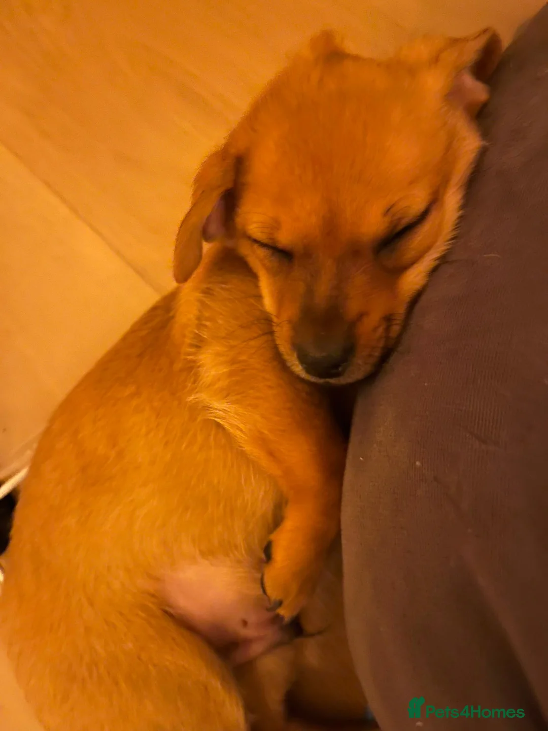 Chiweenie dogs for sale: Jessie blue eyed girl  in Nuneaton - Advert 5