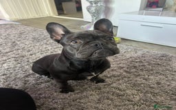 French Bulldog dogs for sale: Blue girl French bulldog - Image 2