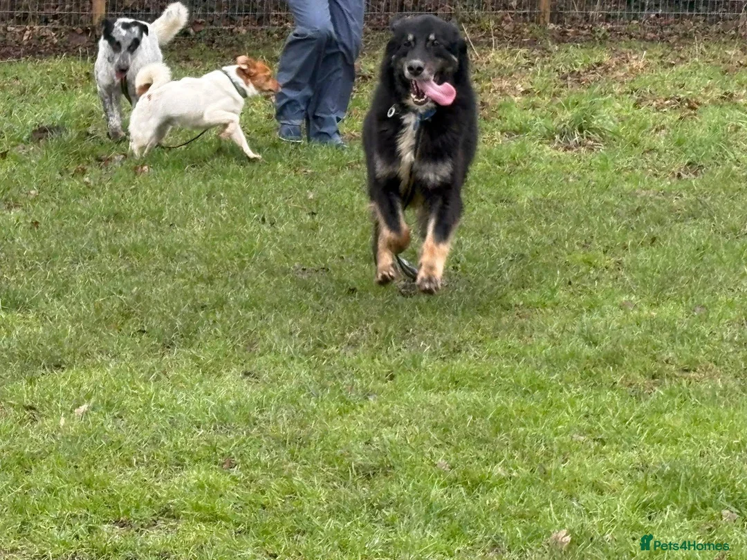Mixed Breed dogs for adoption: Waffle - Norwich Norfolk  - Advert 22