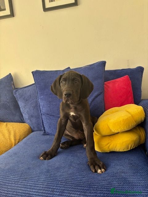 Great Dane dogs Black KC registered Great Dane Pups - Advert 2