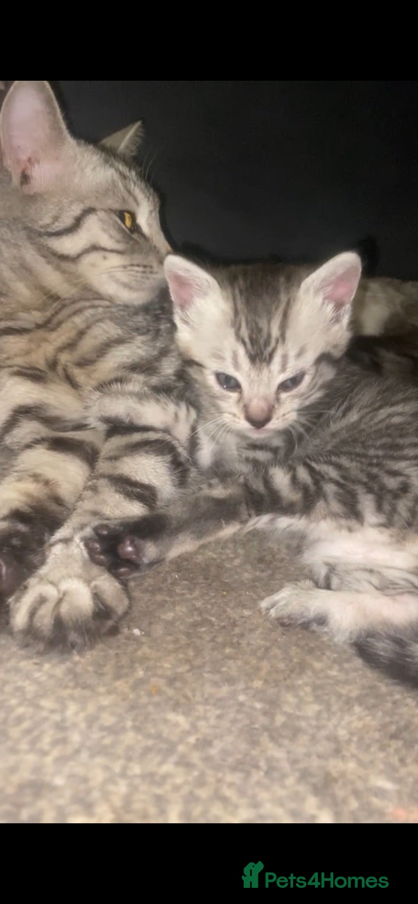 Bengal cats 3 beautiful bengal/mixed boys ready to reserve  - Advert 8