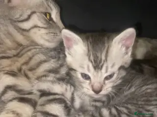 Bengal cats 3 beautiful bengal/mixed boys ready to reserve - Advert 8