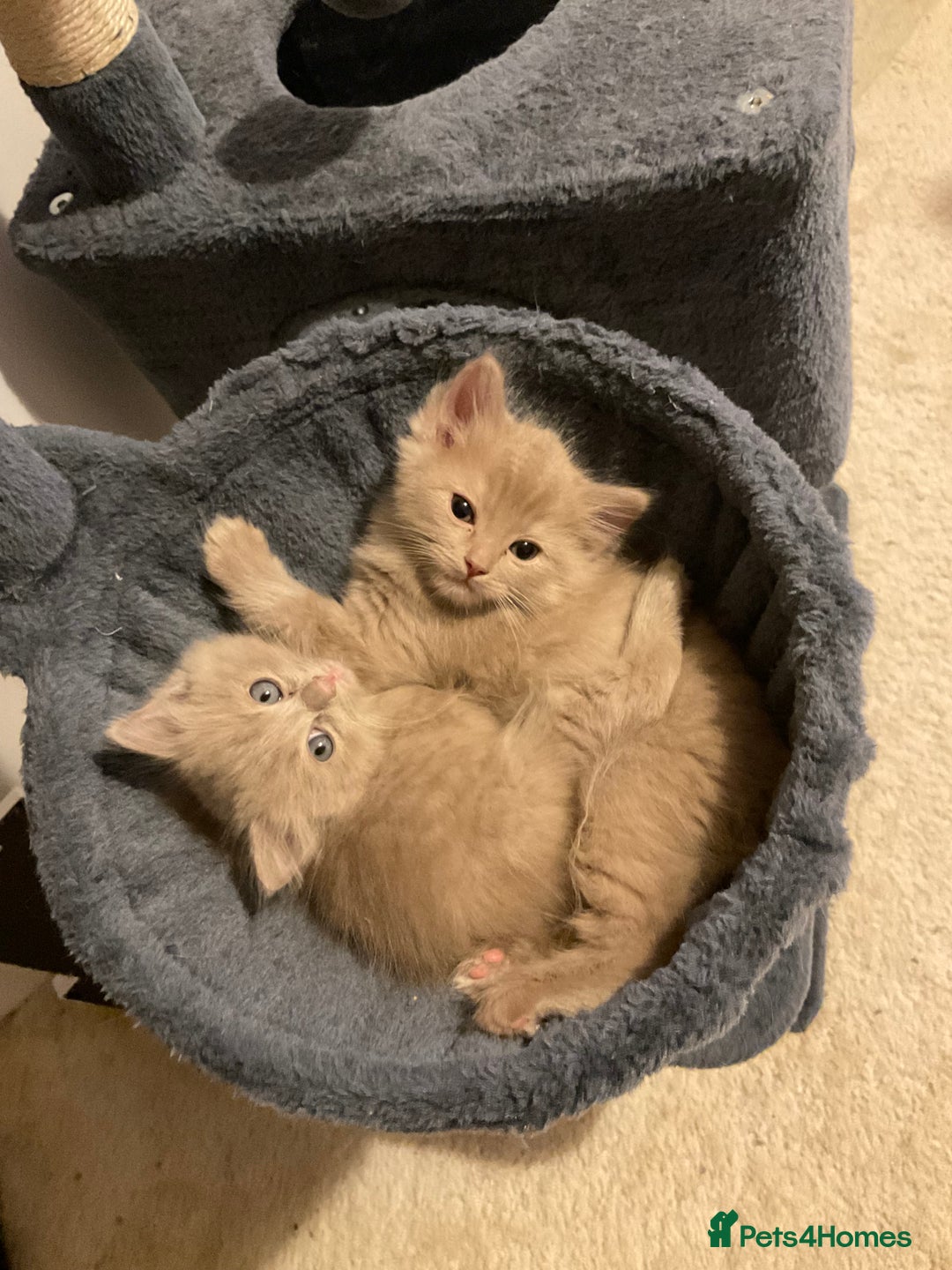 Ragdoll cats for sale: RARE PURE BRED FAWN RAGDOLL BABIES - Advert 6