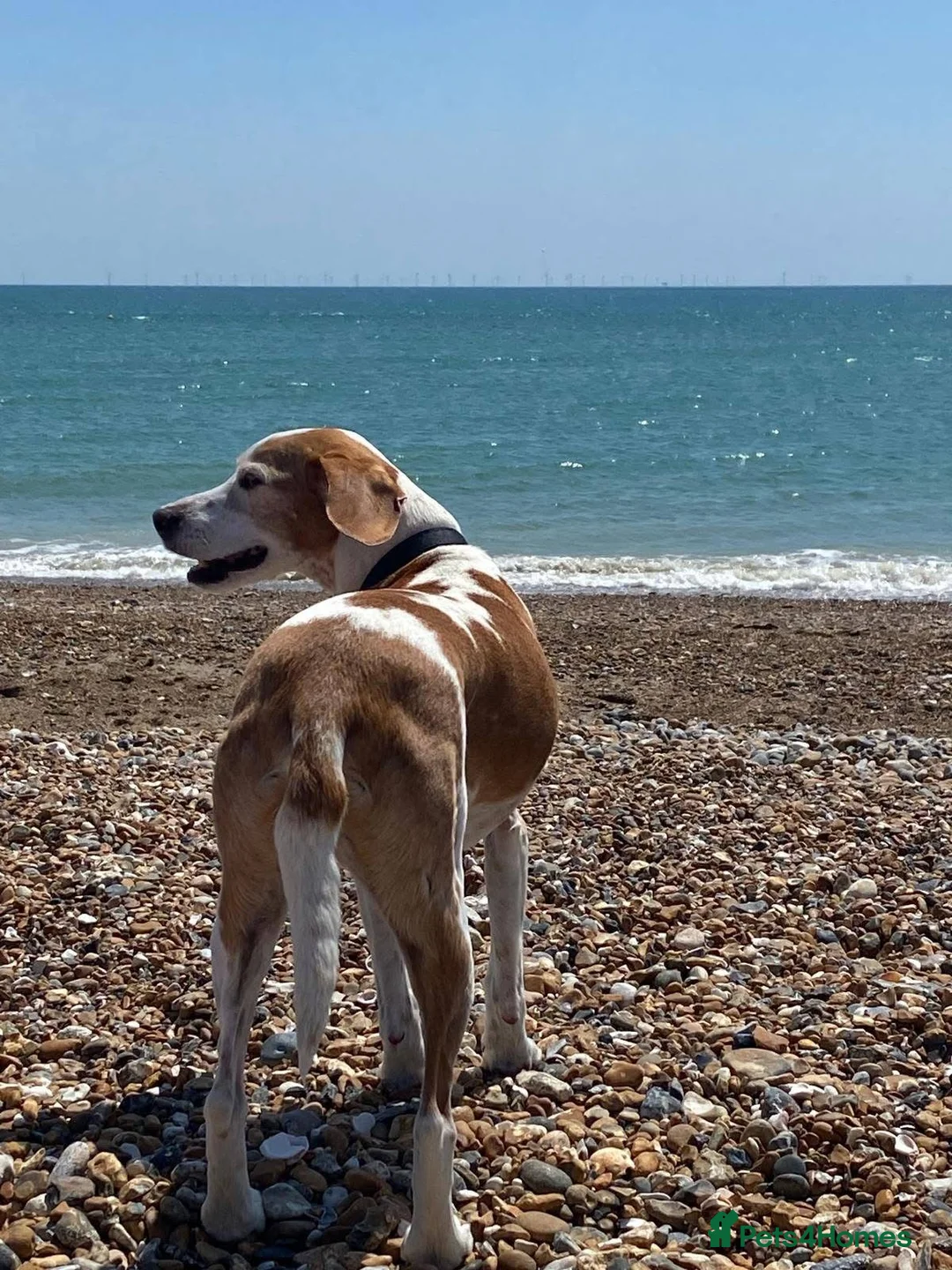 Mixed Breed dogs for adoption: Senior Basil is looking for his retirement home!  in Bedford - Advert 8