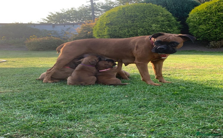 Boxer dogs - Advert 1