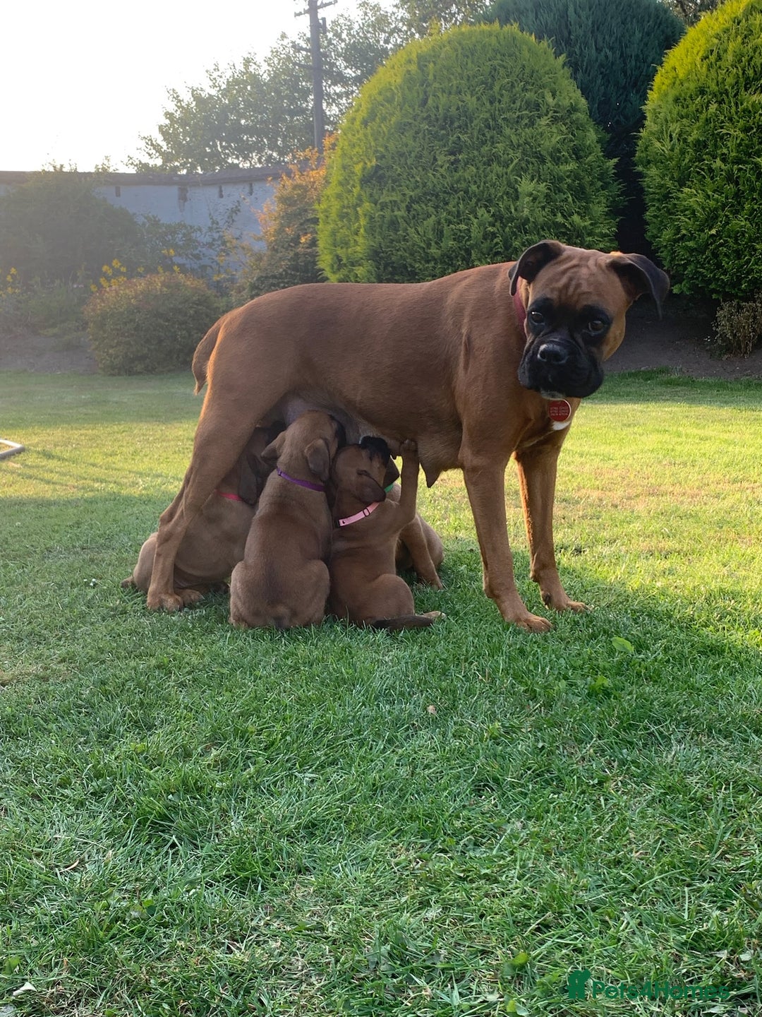 Boxer dogs for sale: Stunning KC Boxer Puppies for Sale - Image 1