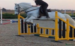 Connemara horses for sale: Stunning 14.3hh 10yr Connemara Gelding  - Image 2