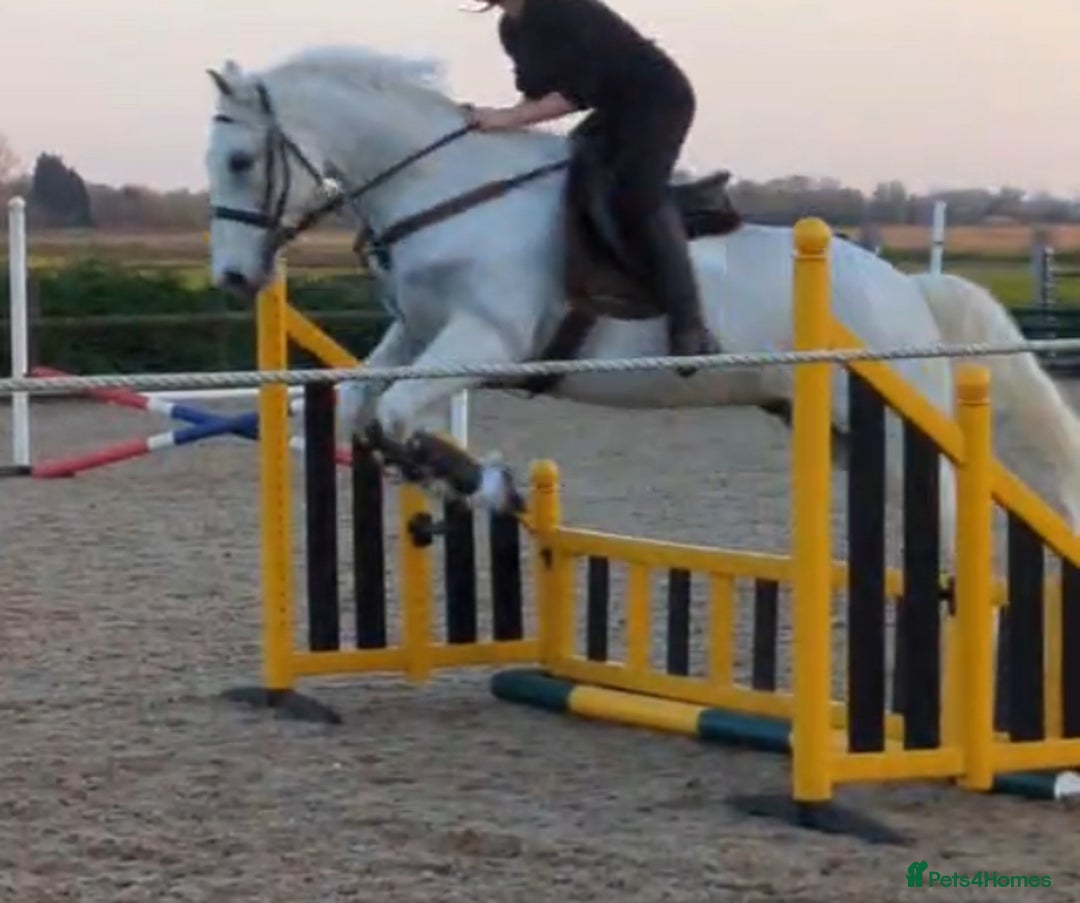 Connemara horses for sale: Stunning 14.3hh 10yr Connemara Gelding  - Image 2