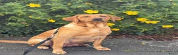 Labrador Retriever dogs for sale: 1 PUP LEFT (Labrador puppies)  - Advert 8