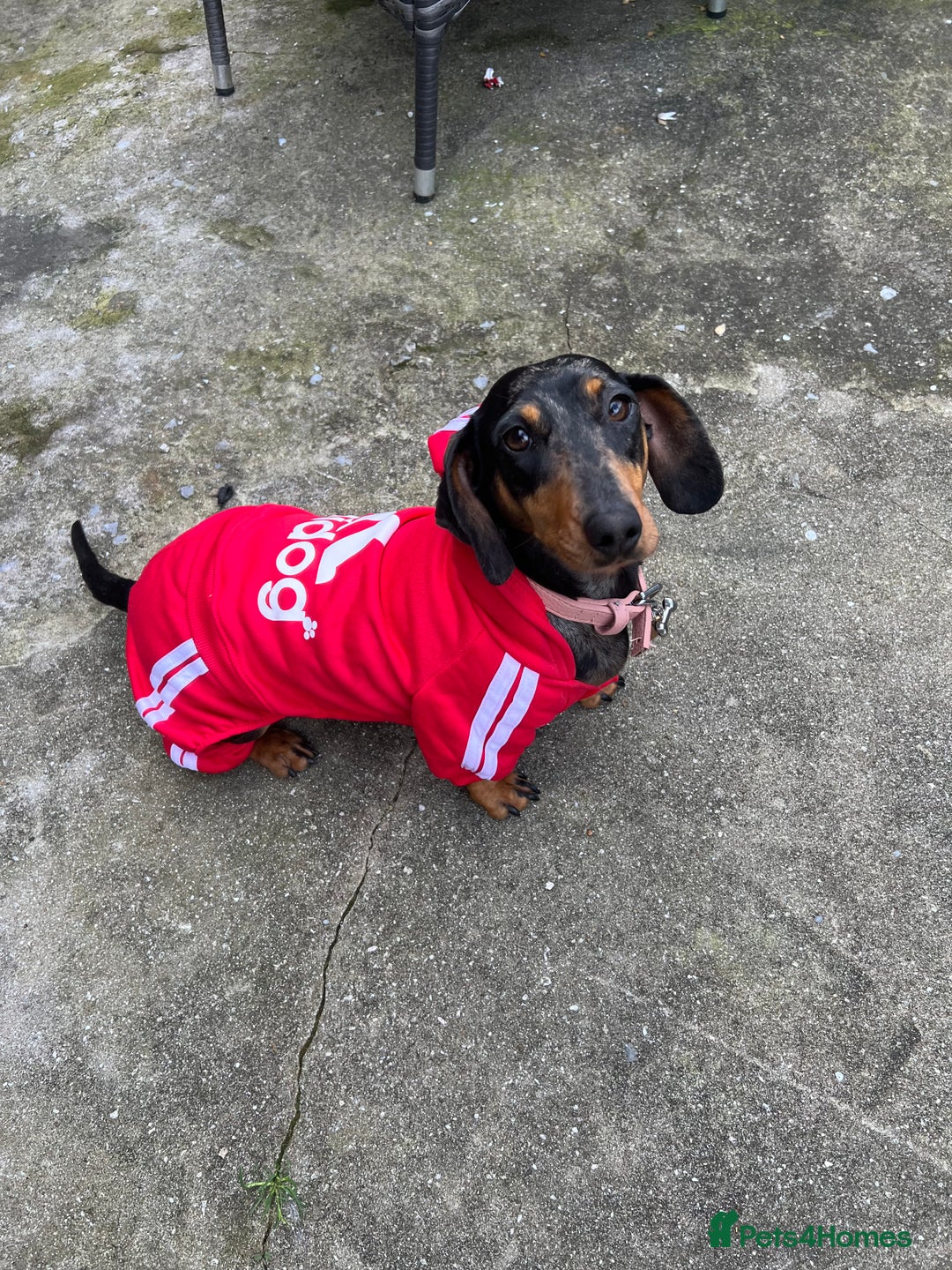 Miniature Dachshund dogs for sale: LADY & RUBY - Advert 17