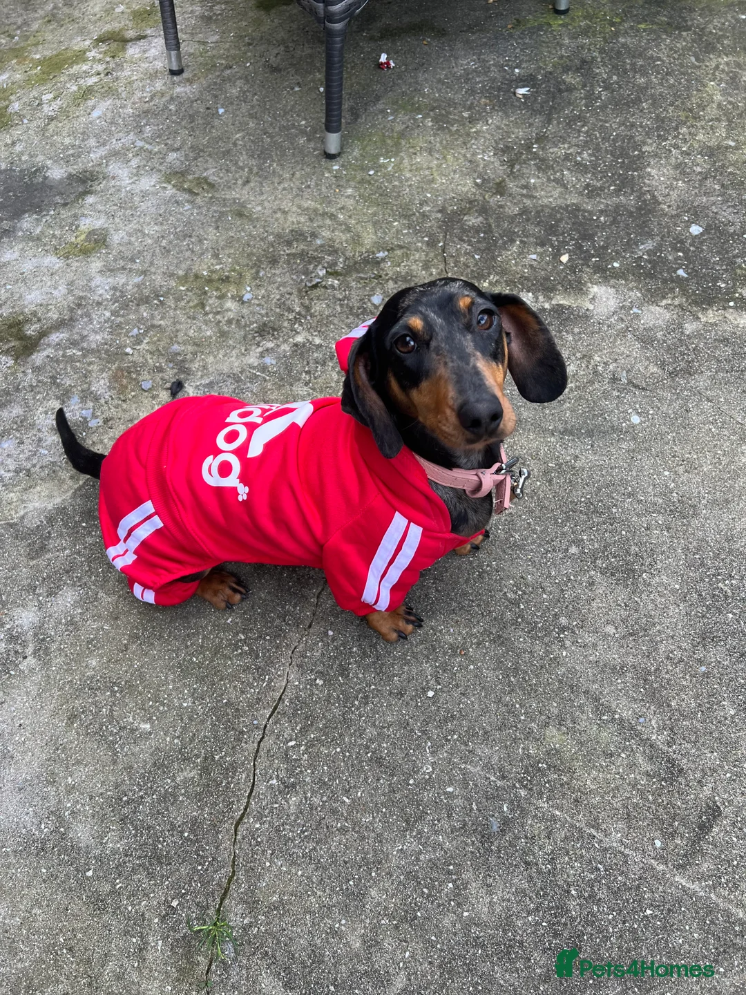 Miniature Dachshund dogs for sale: LADY & RUBY - Advert 17