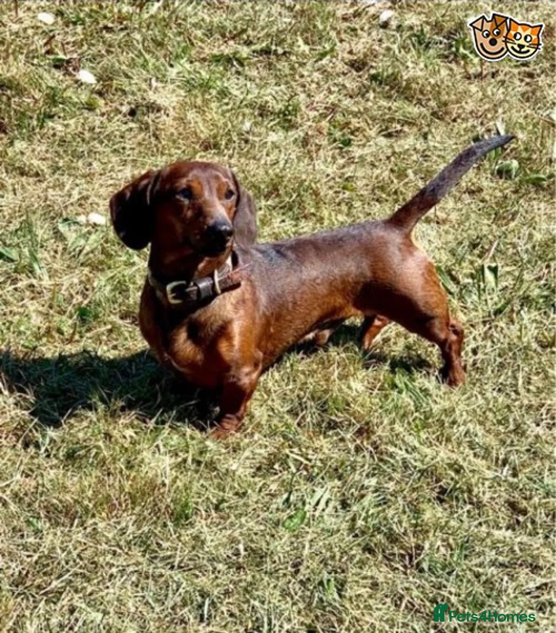 Dachshund dogs for stud: PRA Clear Miniature Dachshund in Liverpool - Advert 1