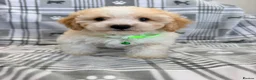Maltipoo dogs for sale: Happy,loving affectionate Health Tested Maltipoo’s - Advert 8