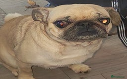 Pug dogs for sale: Female Pug 4 year old - Image 1