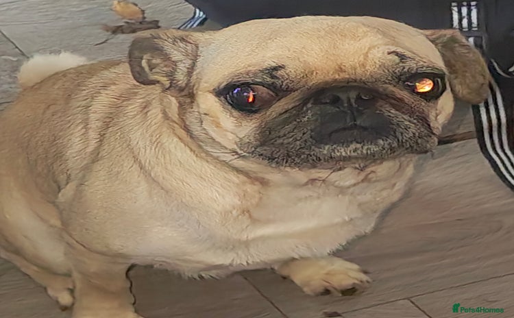 Pug dogs - Advert 1