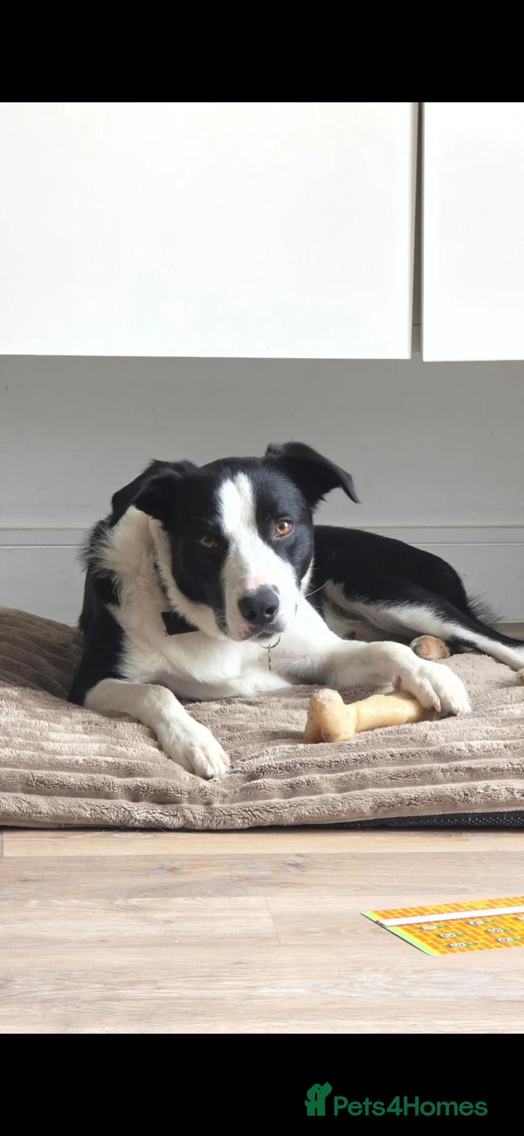 Mixed Breed dogs for sale: Loving bouncy Border collie mix ❤️  - Advert 1