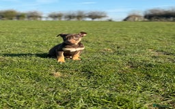 Australian Kelpie dogs for sale: Gorgeous Australian litter of kelpies  - Image 2