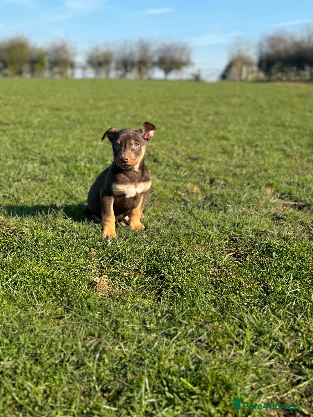 Australian Kelpie dogs for sale: Gorgeous Australian litter of kelpies  - Image 2