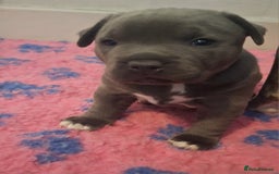 Staffordshire Bull Terrier dogs for sale: Blue Staffordshire Bull Terrier Puppies - Image 12