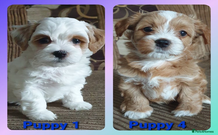 Maltipoo dogs - Advert 2
