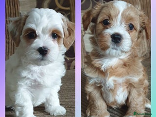 Maltipoo dogs - Advert 26