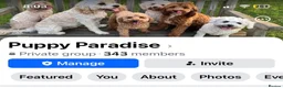 Cavapoochon dogs for sale: Cavapoochons fully health tested parents  - Advert 7