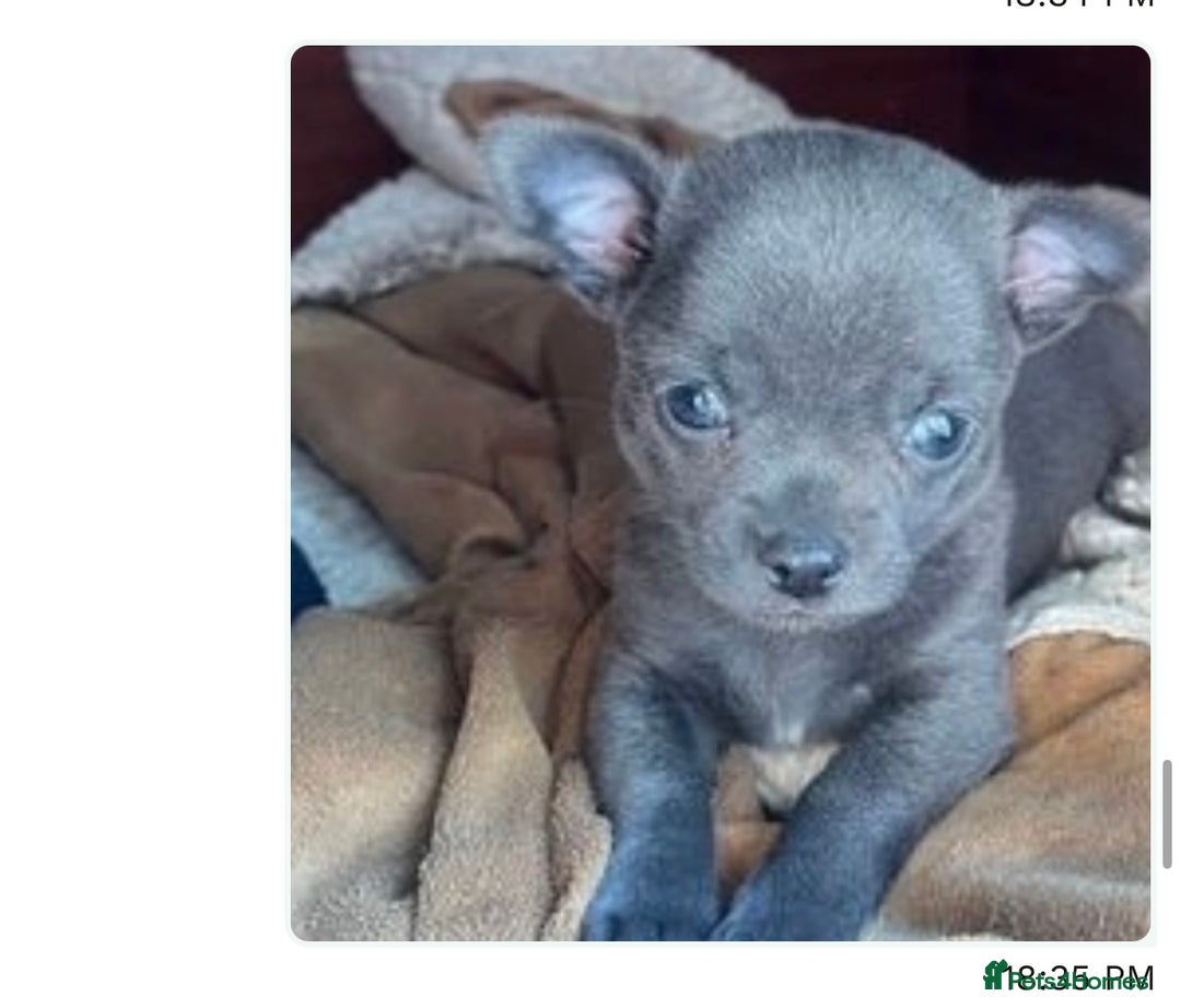 Chihuahua dogs for stud: KC Reg Russian x Italian Full Chihuahua Stud in Stourbridge - Advert 18