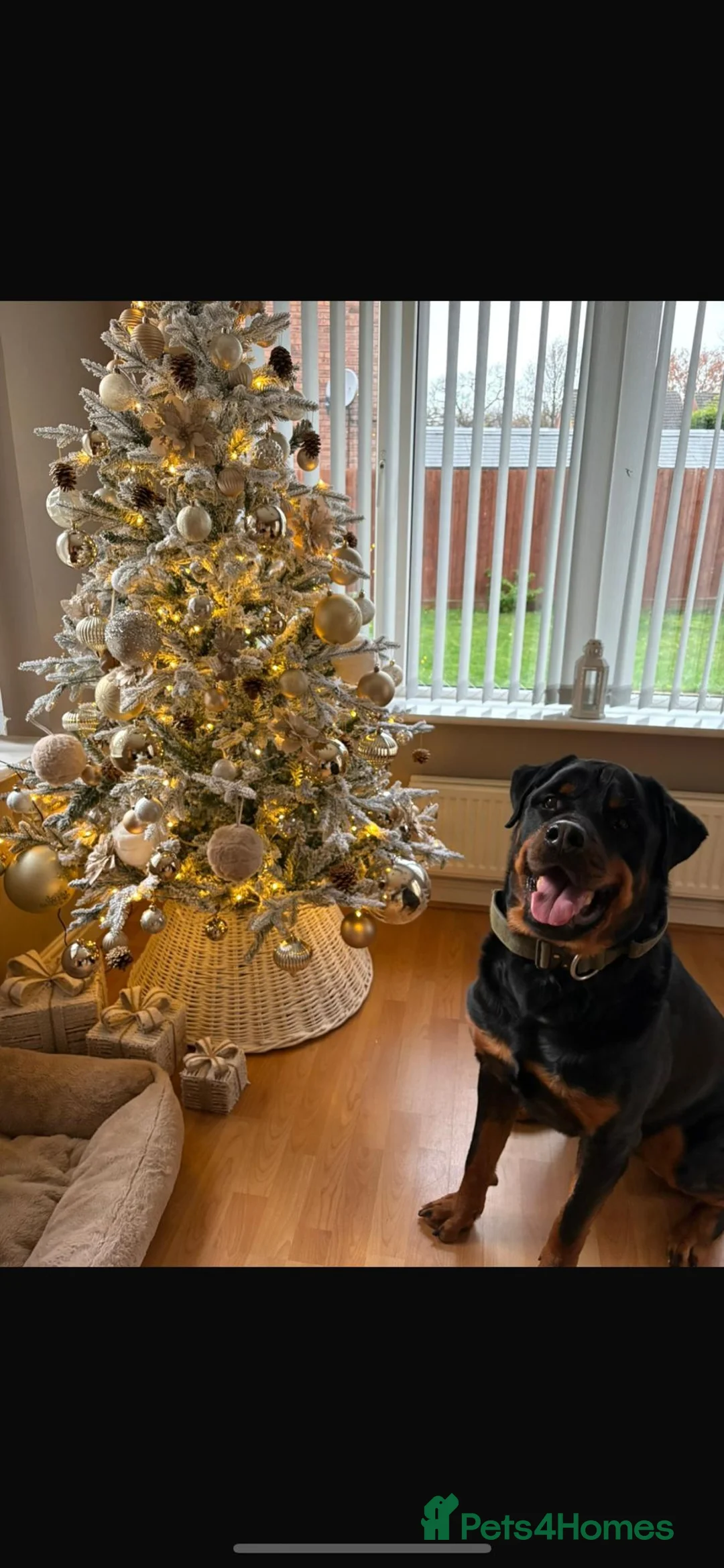 Rottweiler dogs for sale: Rehoming our 3 year old Rottweiler  in Sutton Coldfield - Advert 2