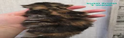 Maine Coon cats for sale: Beautiful Maine Coon Kittens  - Advert 5