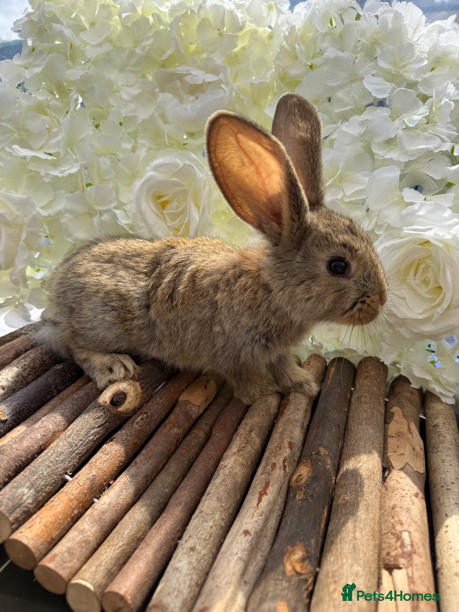 Continental Giant rabbits 2 Beautiful Continentals (Does) left! 🩷 11th July - Advert 2