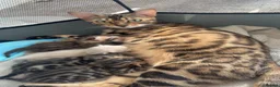 Bengal cats for sale: BEAUTIFUL BABY BENGALS FOR SALE  - Advert 28