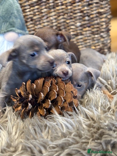 Jack Russell dogs STUNNING MINIATURE JRT&#x27;s FOR SALE - Advert 6