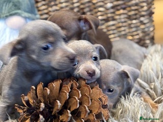 Jack Russell dogs STUNNING MINIATURE JRT's FOR SALE - Advert 1