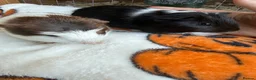 Guinea Pig rodents for sale: Baby guinea pigs in Frome - Advert 3