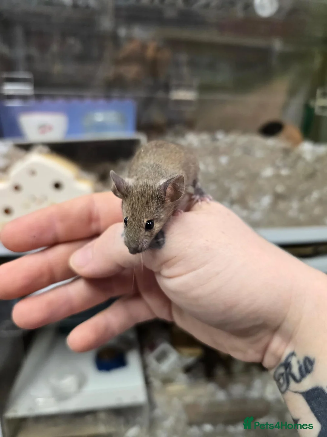 Mouse rodents for sale: Female mice available  - Advert 2