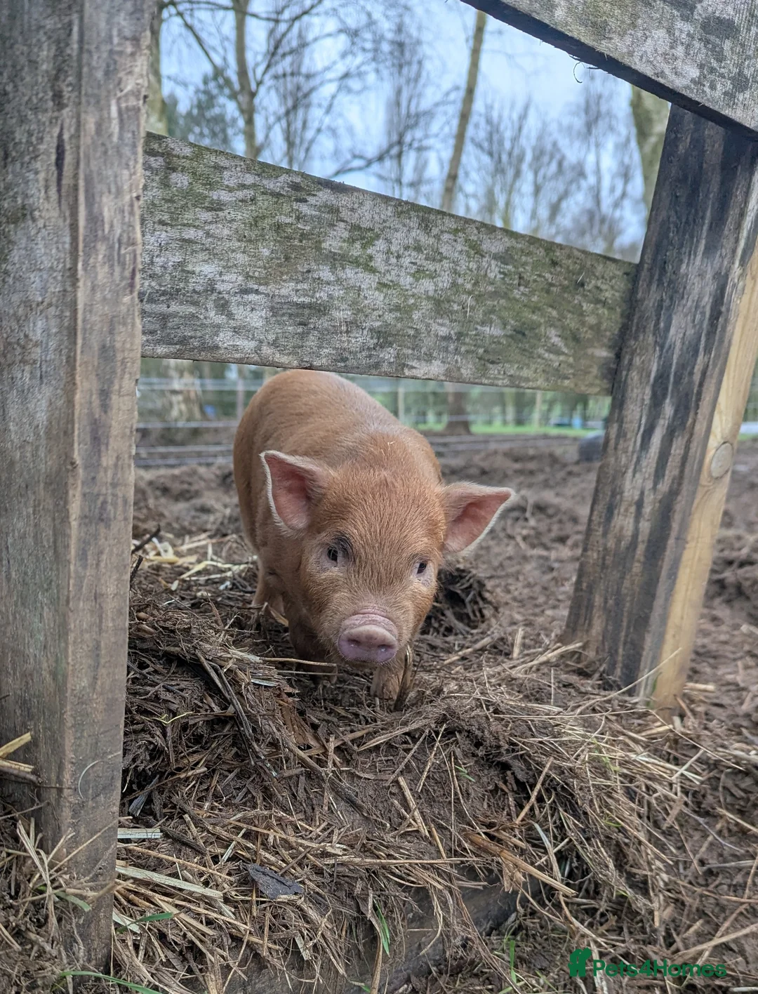 Pig livestock for sale: Julianna micro (tea cup) piglets  - Advert 2