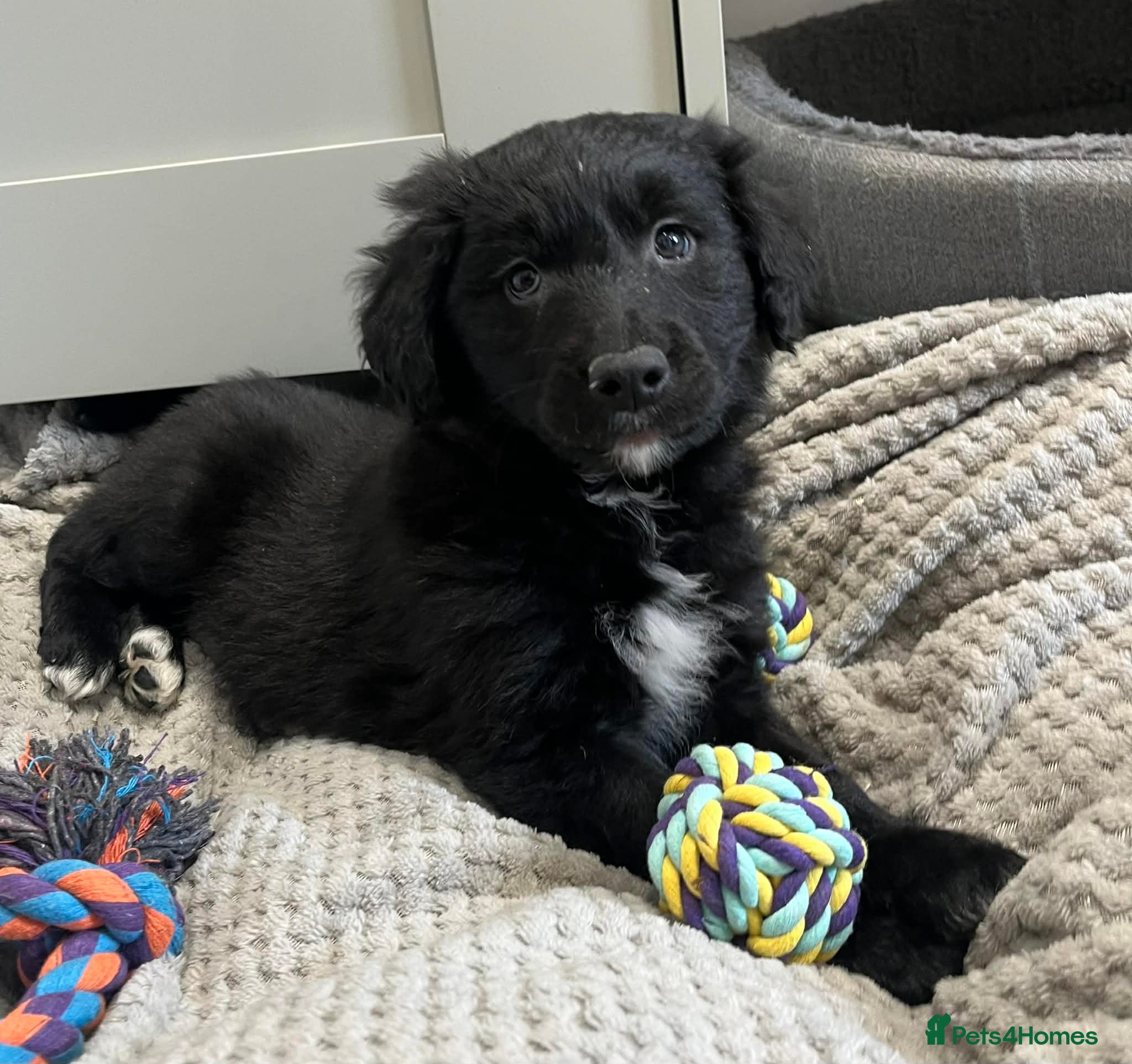 Golden Retriever dogs Last boy! Golden Retriever x Border Collie Pup - Advert 5