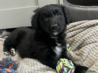 Golden Retriever dogs Last boy! Golden Retriever x Border Collie Pup - Advert 5
