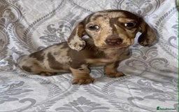 Miniature Dachshund dogs for sale: Beautiful little girl is READY To LEAVE! - Image 4