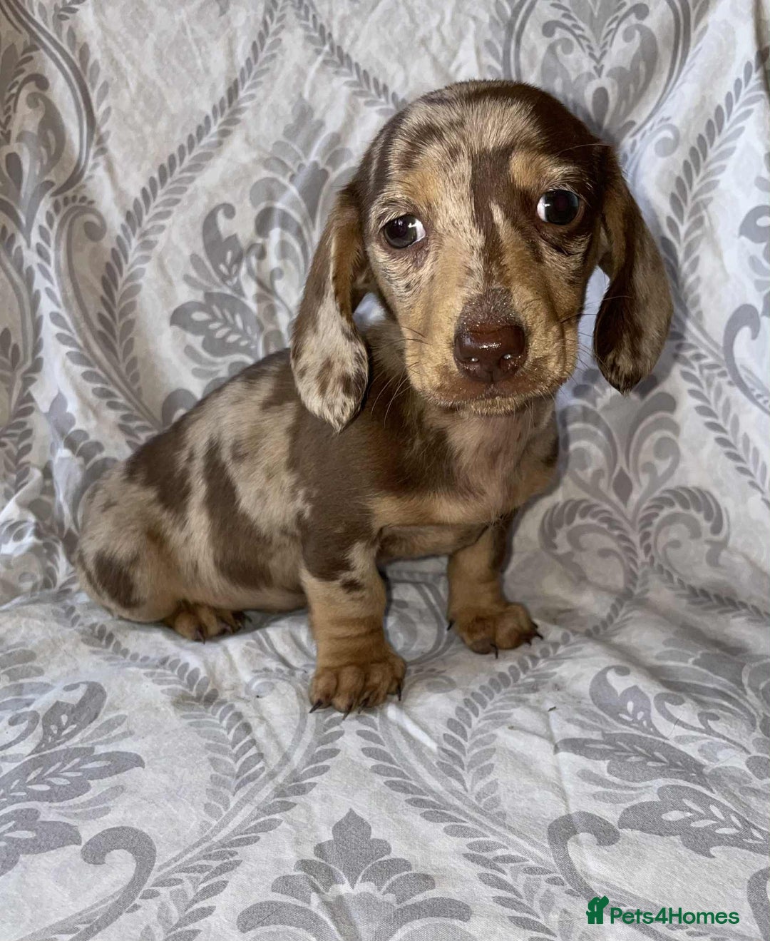 Miniature Dachshund dogs for sale: Beautiful little girl is READY To LEAVE! - Image 4