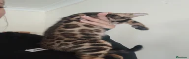 Bengal Kitten 2