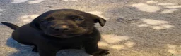 Labrador Retriever dogs for sale: KC REG Yellow/fox red and Black Labrador puppies  - Advert 12