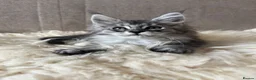 Maine Coon cats for sale: ⭐️Beautiful Maine Coon Kittens⭐️ - Advert 28