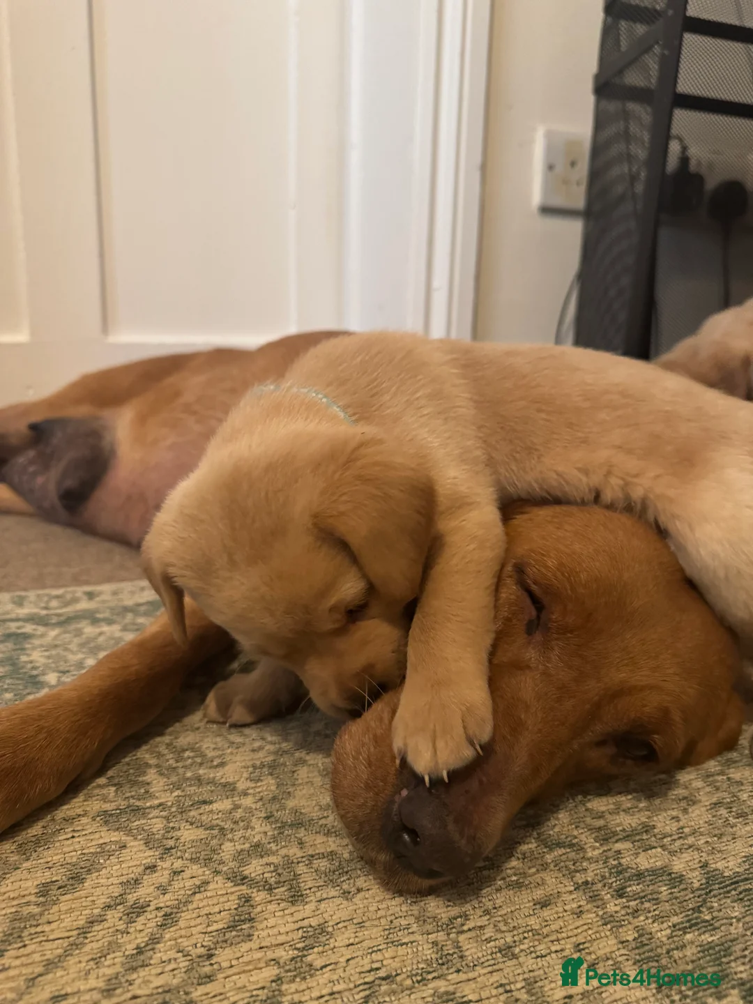 Labrador Retriever dogs for sale: Beautiful KC registered Lab boys  - Advert 3