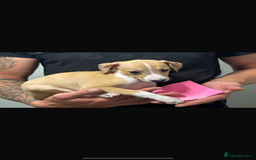 Italian Greyhound dogs for sale: Kc registered Italian greyhound puppies - Image 4