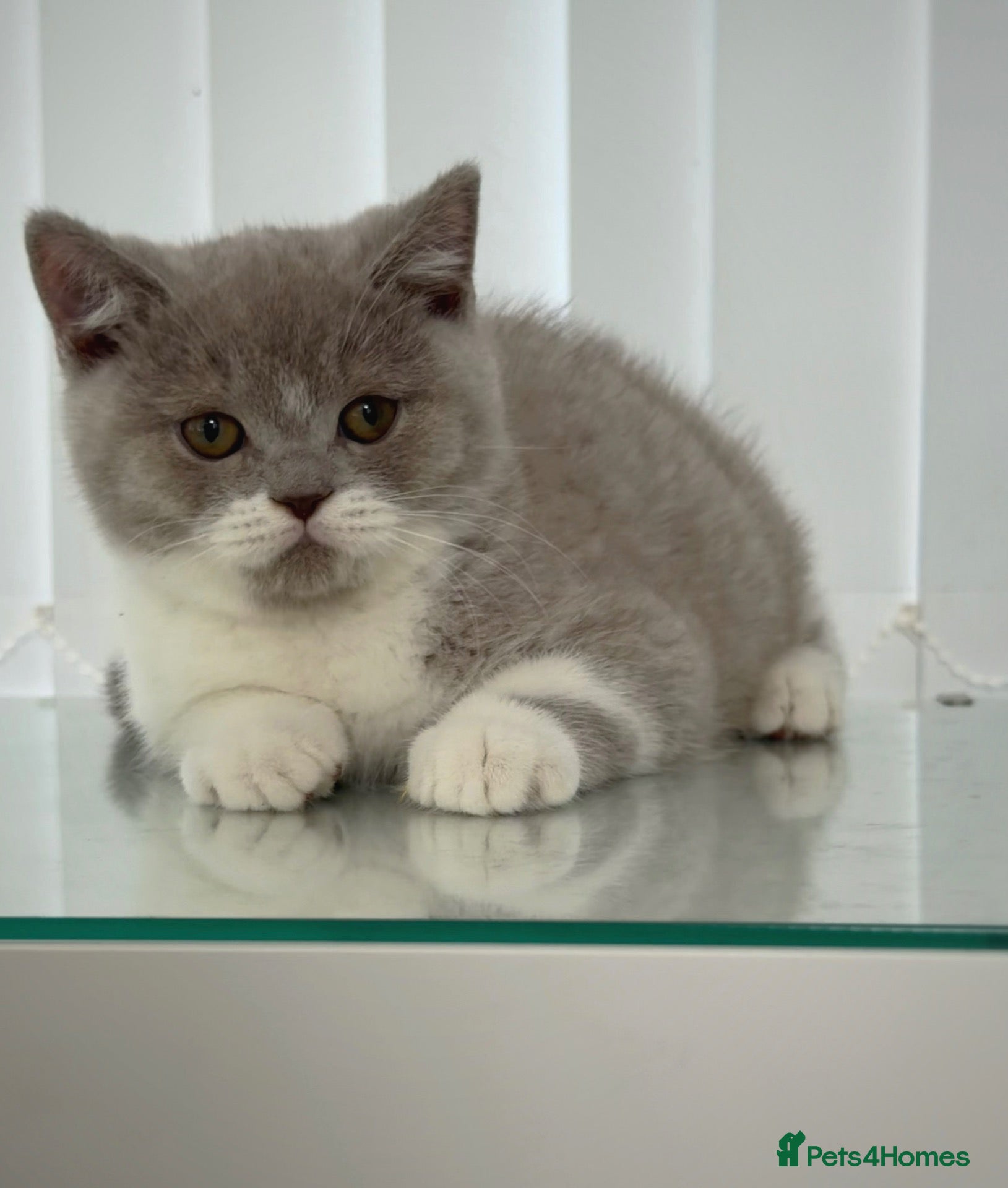 British Shorthair cats GCCF QUALITY BRITISH SHORTHAIR KITTENS - Advert 1