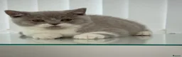 British Shorthair cats for sale: GCCF QUALITY BRITISH SHORTHAIR KITTENS - Advert 1