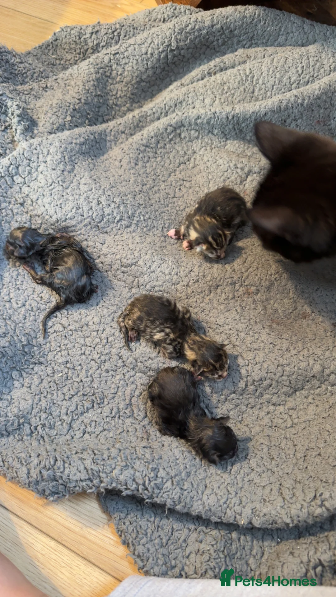 Mixed Breed cats for sale: Kittens - Advert 9